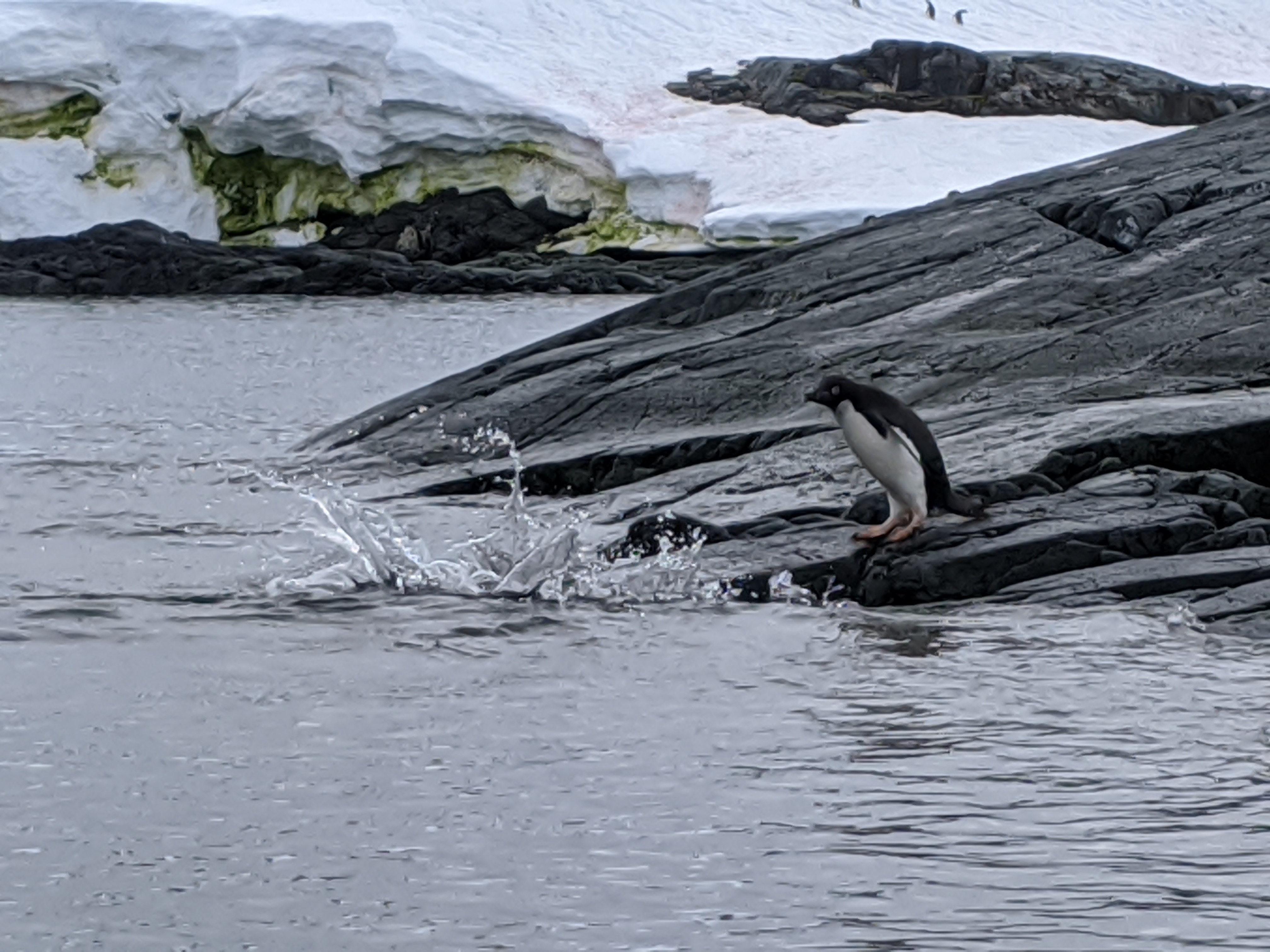 20200112T134016-0300 - ATA - - Adélie Penguins - IMG_20200112_104016.jpg